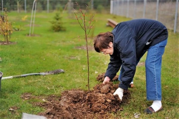 Посадка саженцев
