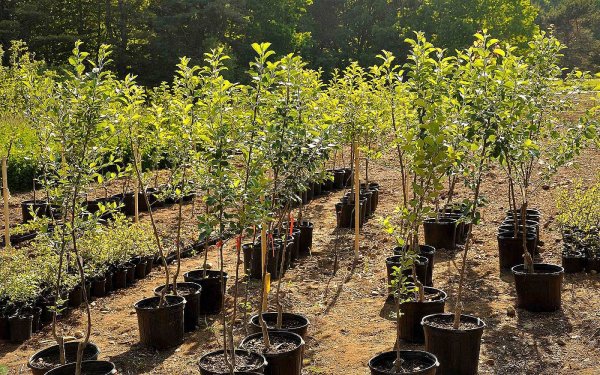 Яблони крупномеры