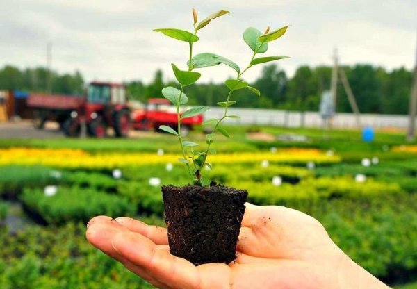 Саженцы деревьев