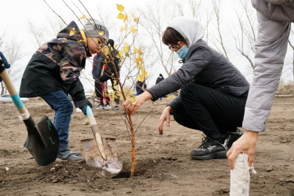 Высаживают березу