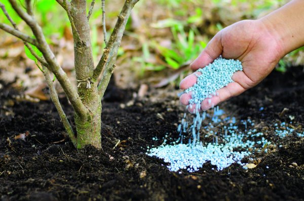 Внесение удобрений плодовых деревьев