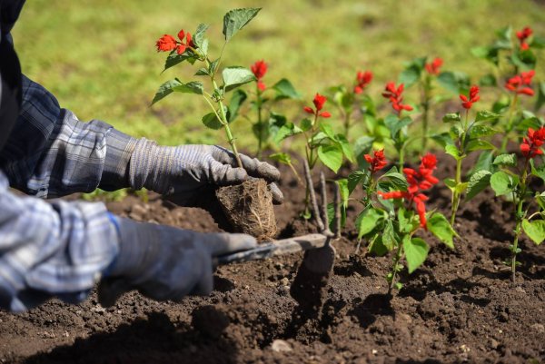 Посадка цветов