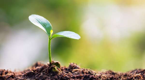 Росток плодоносный Иосиф Росток