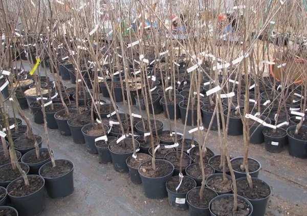 Саженцы черешни 2 Летка