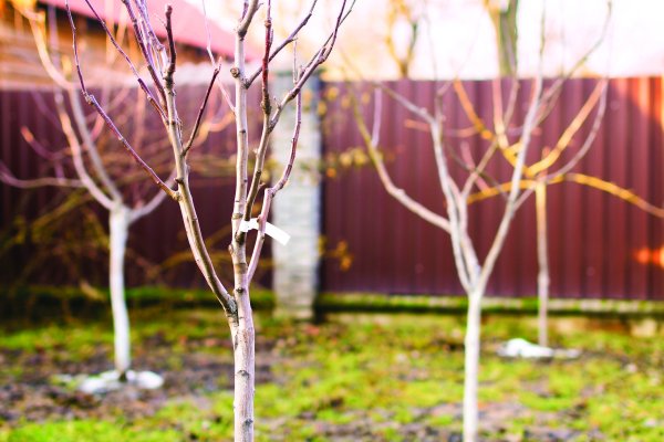 Молодые деревья