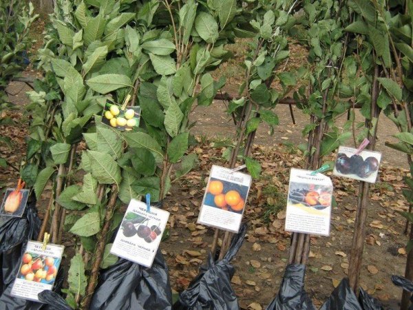 Абрикос Ольга посадка