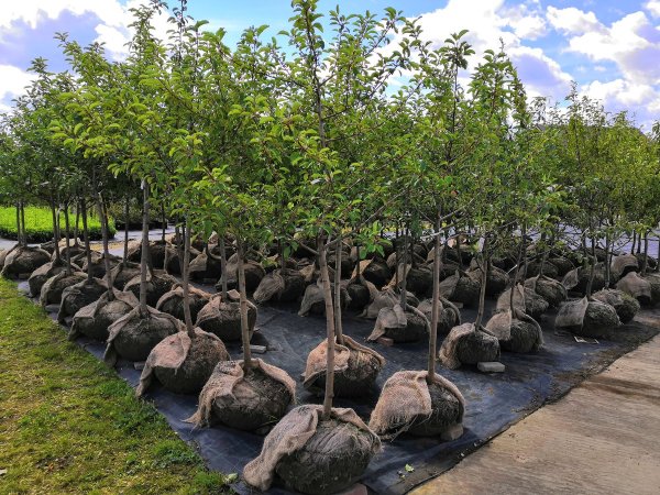 Ярмарка саженцев