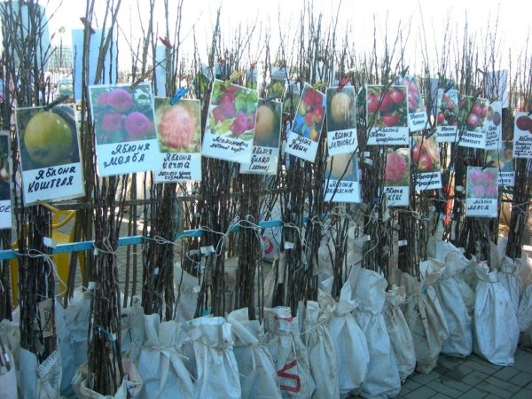 Саженцы зимой