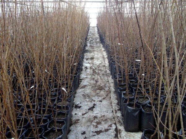 Саженцы черной смородины