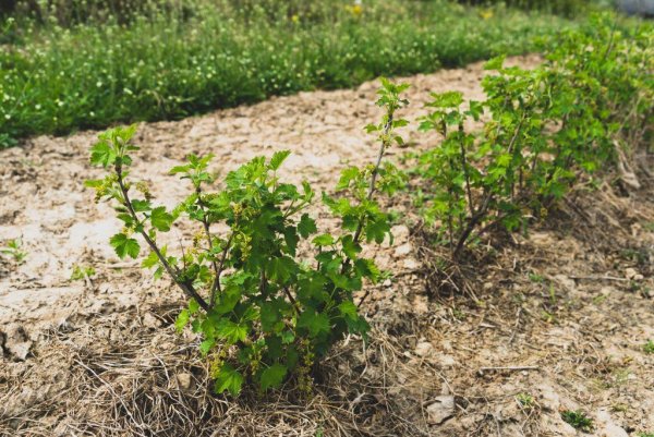 Саженцы груша Чижовская