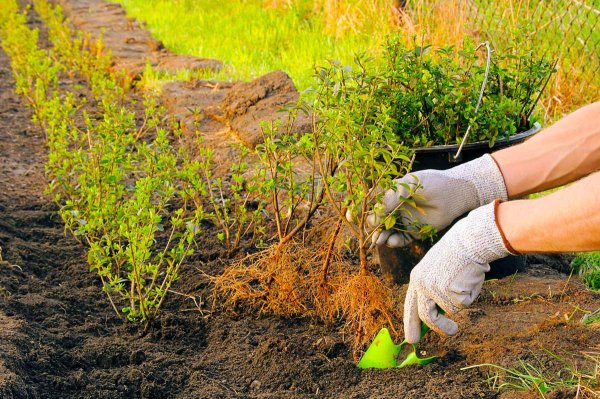 Яблоня Садовая цветение