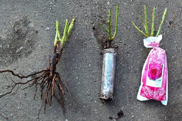 Саженцы плодовых деревьев ЗКС