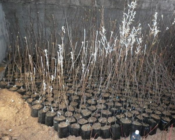 Высаживание саженцев яблони