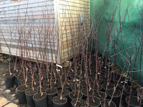 Цветущая ветка урюка