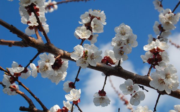 Питомник саженцев яблони