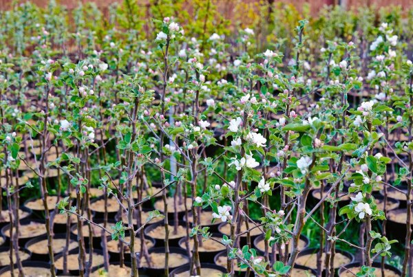 Саженцы с закрытой корневой