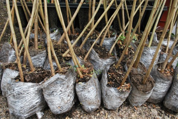 Посадка саженцев плодовых деревьев весной