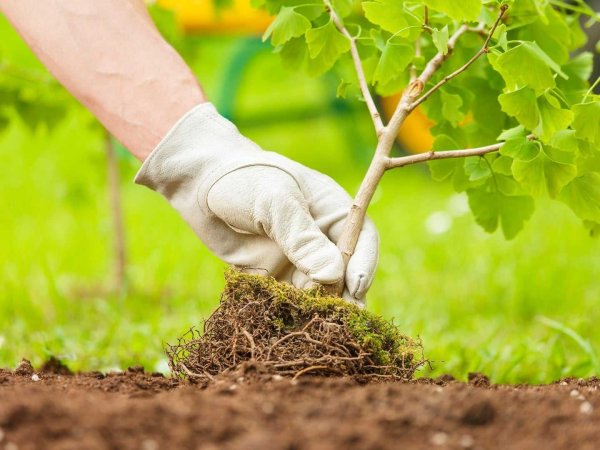 Саженцы абрикоса Фармингдейл