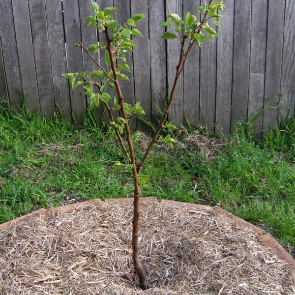 Кустарники которые сажал человек