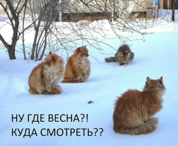 Весна карикатура