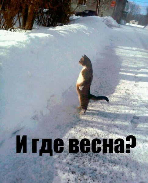 Шутки про весну в картинках