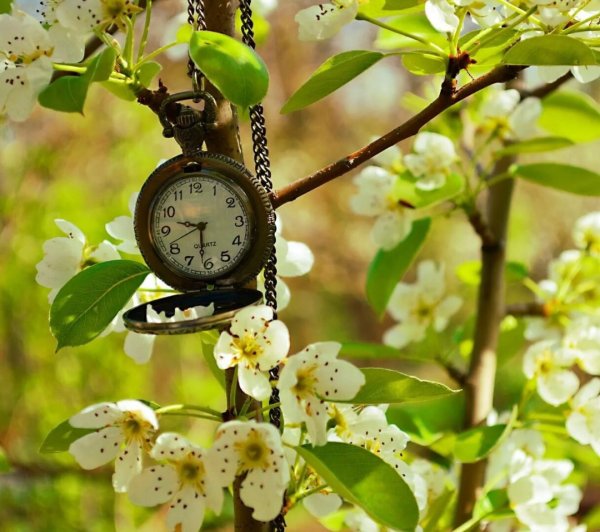 Часы и весенние цветы