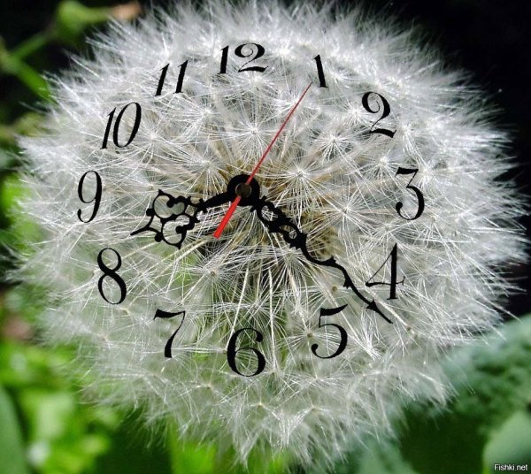 Красивые часы цветы