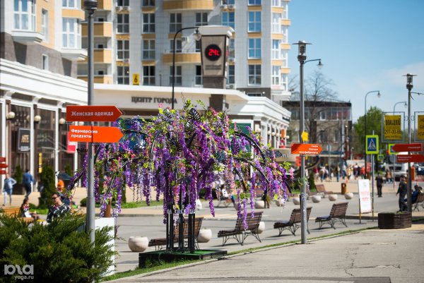 Краснодар Цветущий город в Краснодаре