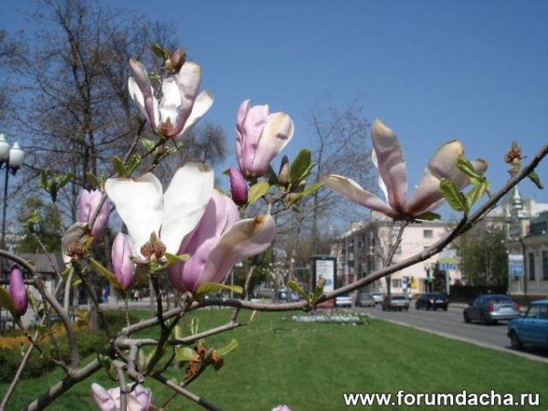 Весна в Краснодаре