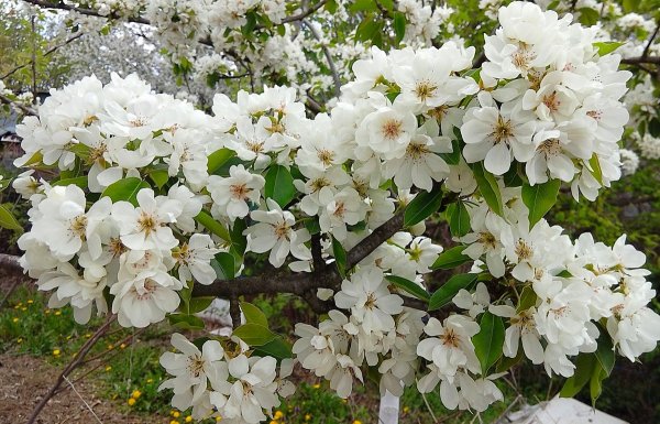 Природа Краснодарского края Тихорецк