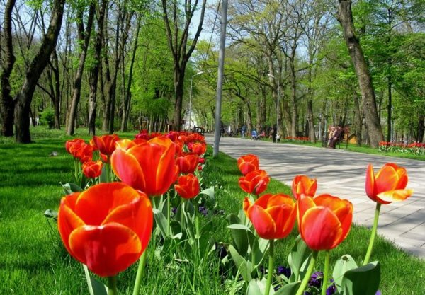 Весна в Армавире