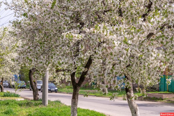 Краснодарские весенние деревья