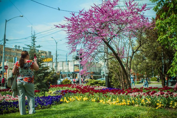 Климат города Краснодара