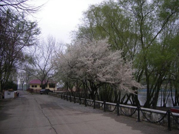 Японский дворик парк Галицкого
