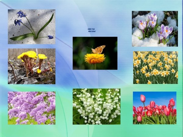 Растительный мир весной