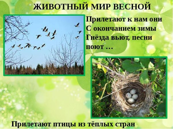 Животный мир весной для дошкольников