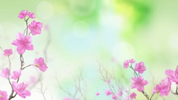 Нежный фон с цветами