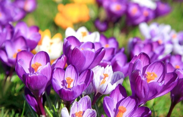 Лавандовый Крокус – Lavender Crocus
