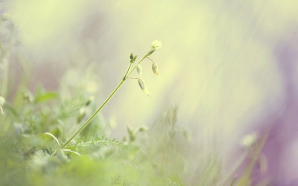 Нежные весенние цветы