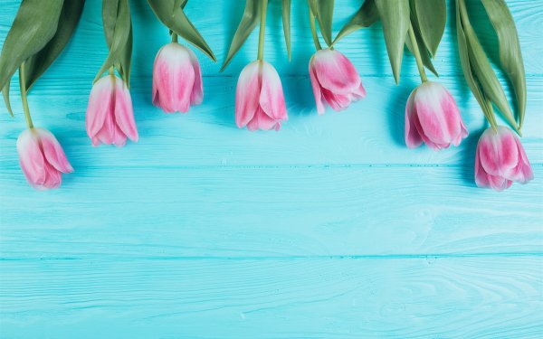 Цветущая вишня на фоне неба