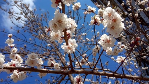 Рабочий городок 10 Самара