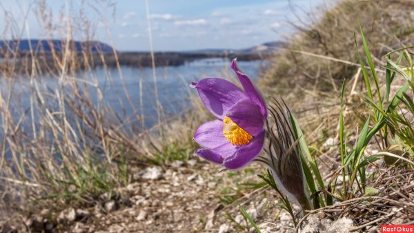 Природа Самары Весна