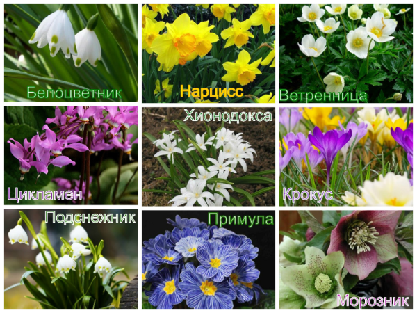 Название весенних цветов