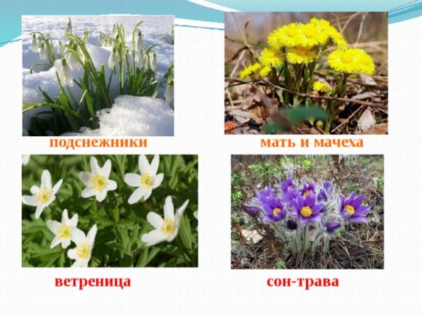 Крокус ветреница, Подснежник,Медуница