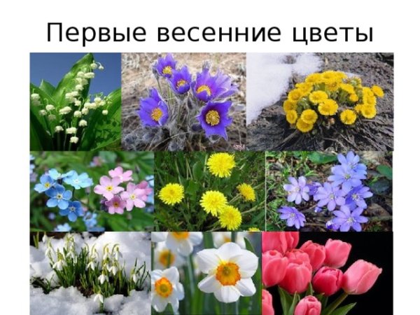 Цветы весенних цветников названия