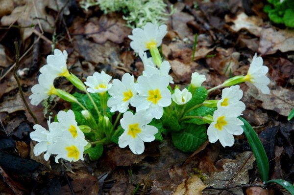 Примула Лесная первоцвет