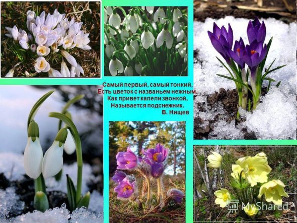 Подснежник с названием