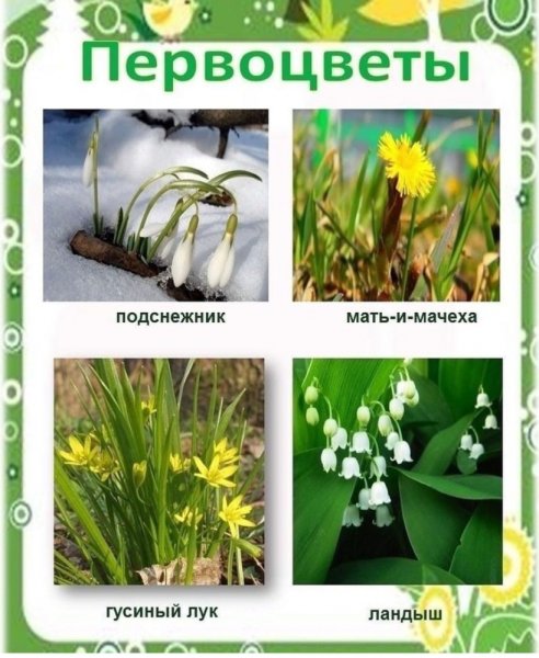 Весенние первоцветы для дошкольников