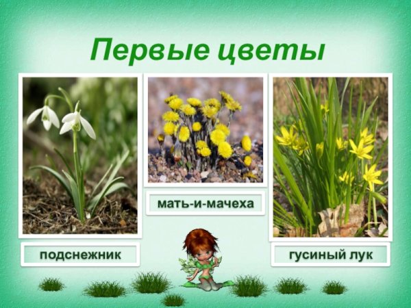 Подснежник мать и мачеха