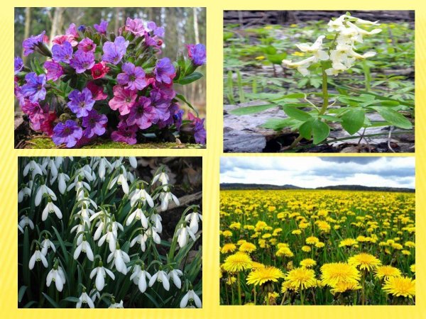 Название первых весенних цветов